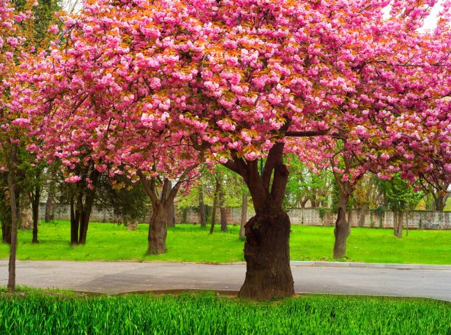 У Мукачеві очікують на масове цвітіння сакур