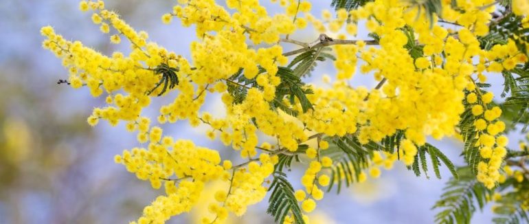Якою буде погода у перший день квітня: прогноз синоптиків