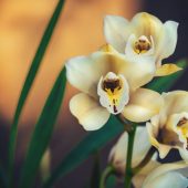 Мошки не заводяться, а нові бутони з’являються майже не щодня