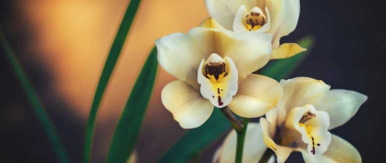 Мошки не заводяться, а нові бутони з’являються майже не щодня