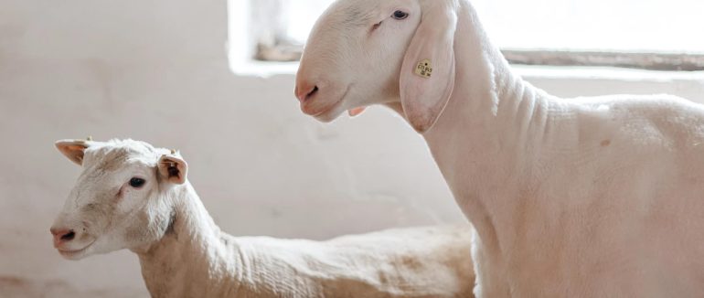 На Закарпаття прибули понад 100 овець тірольської гірської породи