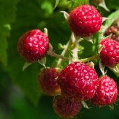 Не забудьте підживити малину в березні, щоб влітку отримати вибухове зростання ягід