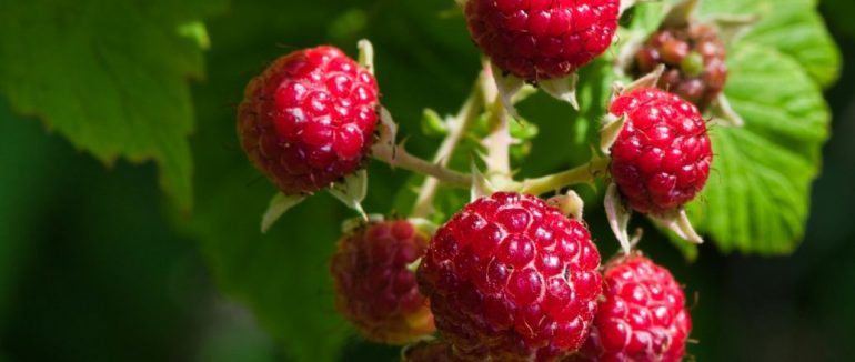 Не забудьте підживити малину в березні, щоб влітку отримати вибухове зростання ягід