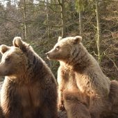 Весняне пробудження: у НПП «Синевир» після сплячки прокинулись ведмеді