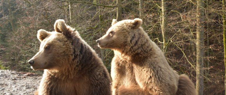 Весняне пробудження: у НПП «Синевир» після сплячки прокинулись ведмеді