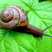 Як позбавитися від равликів та слимаків на садовій ділянці: рецепт простого та натурального засобу