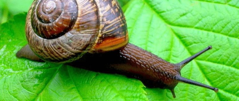 Як позбавитися від равликів та слимаків на садовій ділянці: рецепт простого та натурального засобу