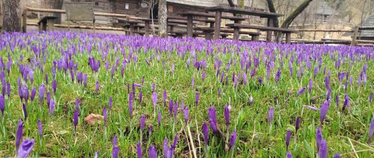 У Колочаві на Хустщині традиційно зацвіли крокуси