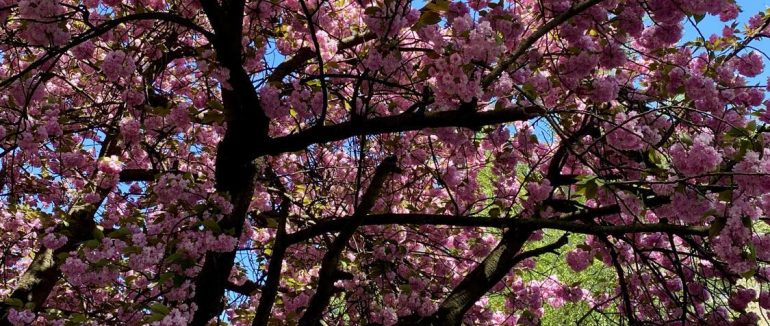 Перші сакури на Закарпатті почнуть квітнути вже наприкінці місяця