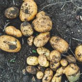 Коли садити картоплю за місячним календарем 2024 року: сприятливі дати