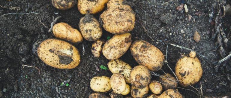 Коли садити картоплю за місячним календарем 2024 року: сприятливі дати