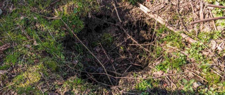 На Ужгородщині бобри норами пошкодили дамбу Латориці