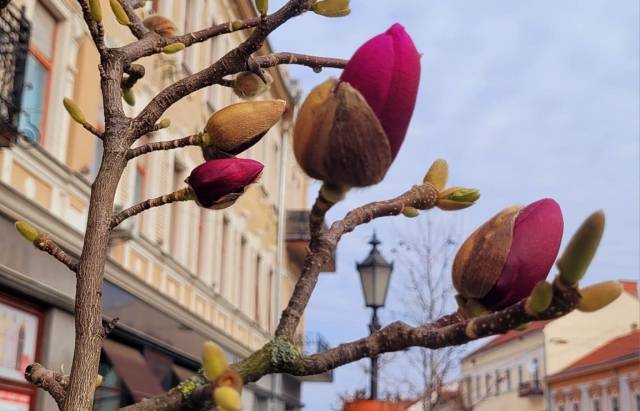В Ужгороді квітне перша магнолія