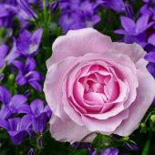 Які квіти можна садити навесні у квітні