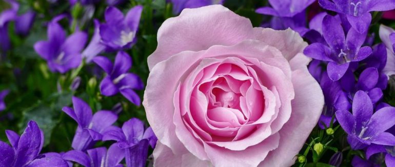 Які квіти можна садити навесні у квітні