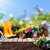 Садівництво для початківців: 3 основні факти, які варто знати