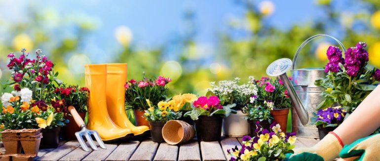 Садівництво для початківців: 3 основні факти, які варто знати