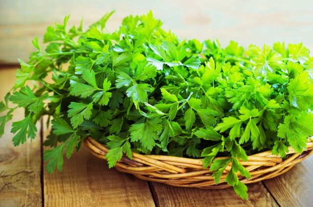 Коли сіяти кріп та петрушку навесні 2024 року: найкращі дати для посадження