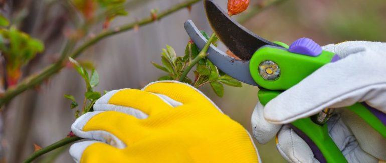 Обрізання рослин: дотримуйтеся цього правила щоб побачити пишне цвітіння