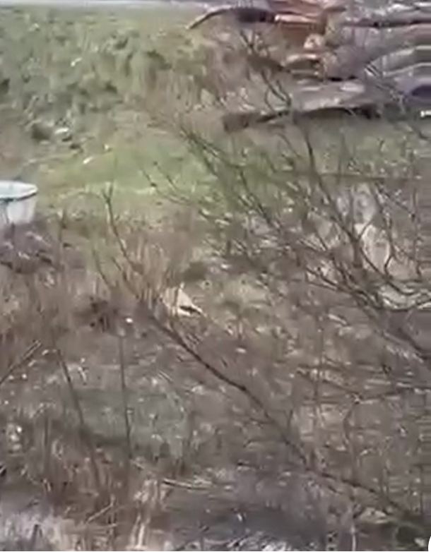 Люди почули постріли: на Закарпатті чоловік застрелив собаку