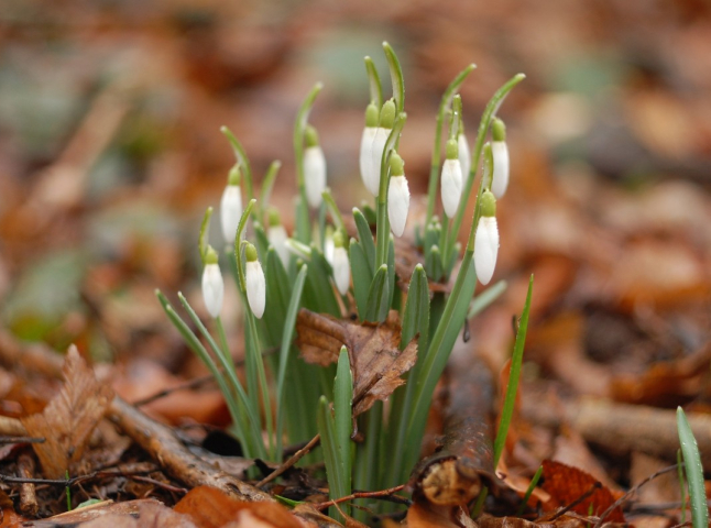 Де побачити весняне цвітіння квітів на Закарпатті: перелік локацій