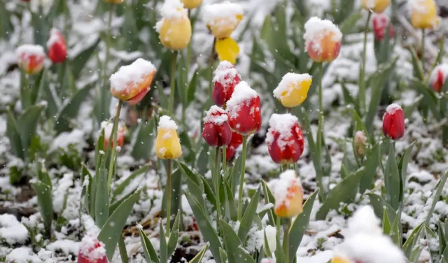 На Закарпатті прогнозують заморозки
