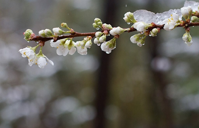 На Закарпатті знову прогнозують заморозки