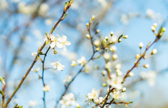 На Закарпатті іде потепління: прогноз погоди на цей тиждень