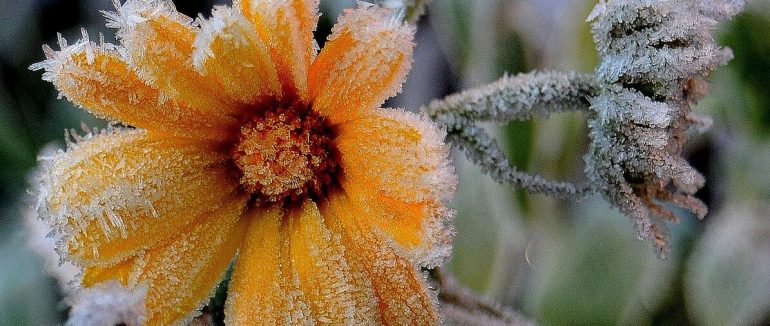 На Закарпатті очікуються заморозки