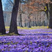 Дендропарк “Березинка”: цікаві факти і історія виникнення