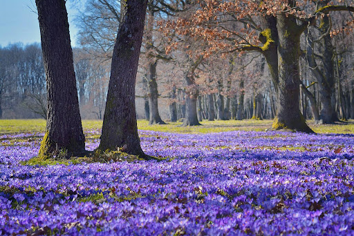 Дендропарк “Березинка”: цікаві факти і історія виникнення