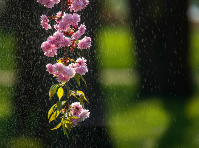 На Закарпатті потепліє до +24 градусів