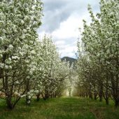 Догляд за садом навесні:що треба і не треба робити з деревами і кущами