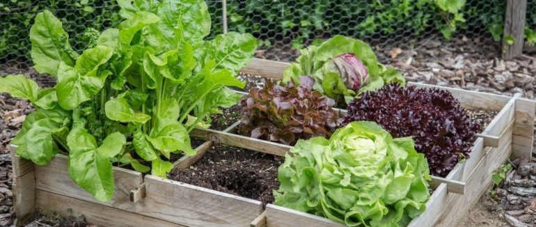 Урожаю не буде: 9 пар овочів, які не можна садити разом