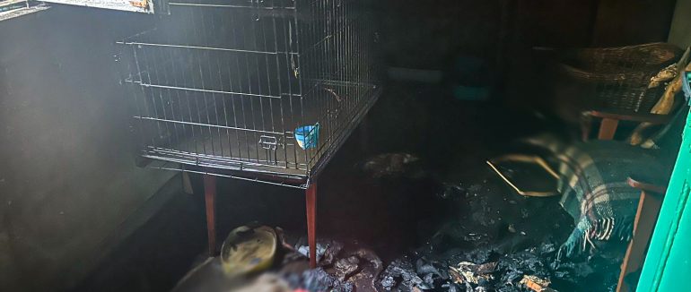 Під час пожежі у житловому будинку в Берегові загинуло 19 котів