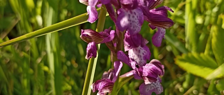 В Ужанському НПП розквітли орхідеї