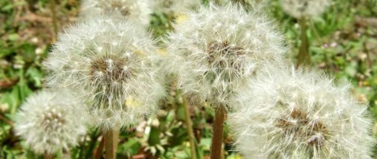 Як позбутися кульбаби на городі, садовій ділянці, газоні