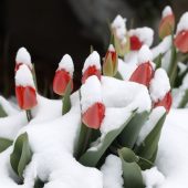 Де в Україні будуть сильні заморозки: прогноз погоди на 27 квітня