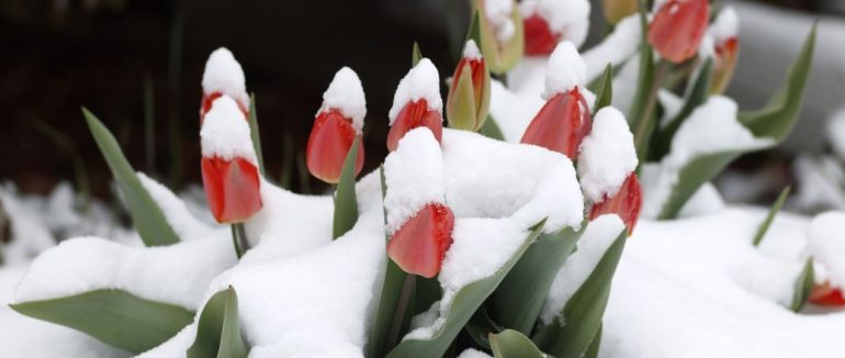 Де в Україні будуть сильні заморозки: прогноз погоди на 27 квітня