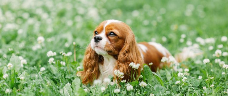 Вони тишки: 15 порід собак, які не гавкають