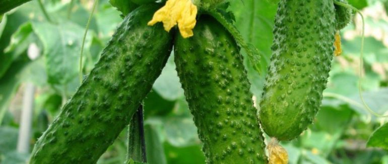Посійте огірки в ці дні і зберете потрійний урожай