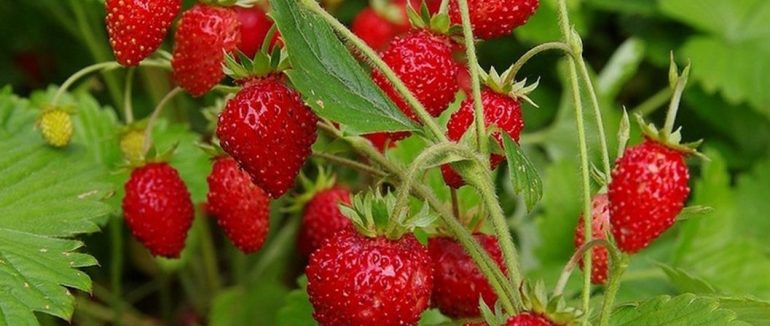 На Закарпатті цьогоріч сезон суниці розпочався раніше