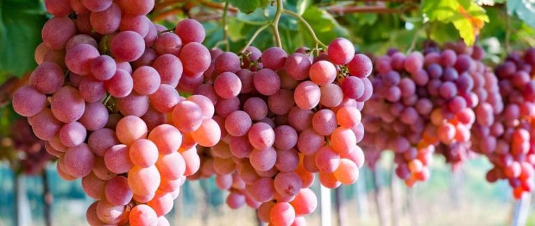 Користь та шкода винограду для здоров’я, який вид ягоди корисніший