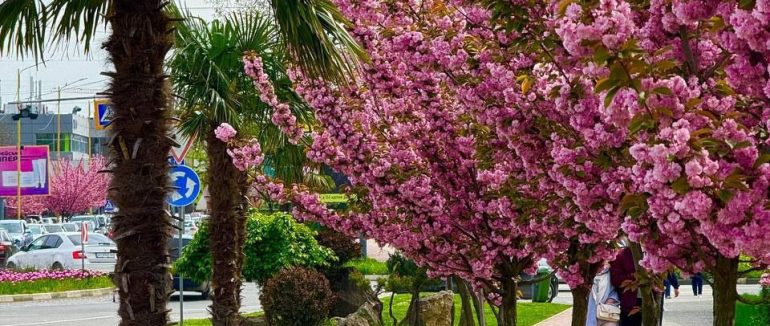 В Ужгороді висадили алею з шести пальм