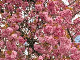 Сто років виповнилося найстаріший сакурі на Закарпатті