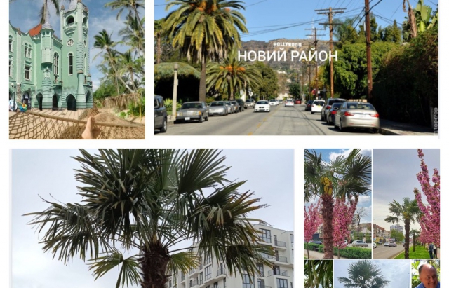 Як закарпатці відреагували на засаджені пальми