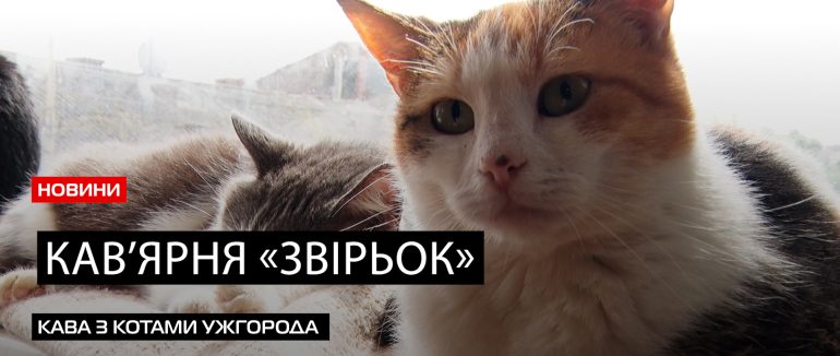 В гості до котів: перше в Ужгороді котокафе “ЗвірьОк” приймає відвідувачів (ВІДЕО)