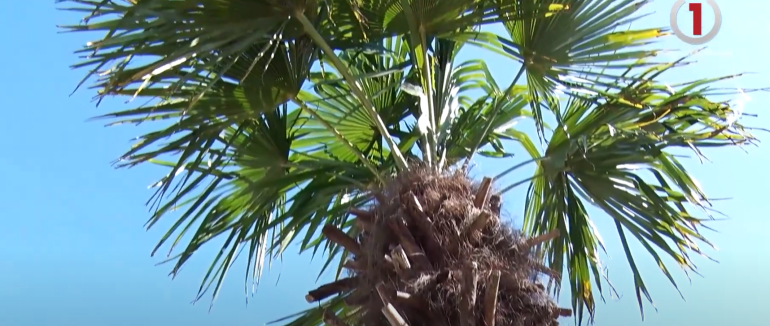 Алею із 6 пальм створили в Ужгороді (ВІДЕО)