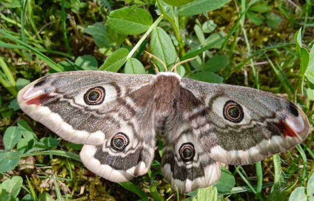 В НПП “Синевир” вперше виявили найбільшого в Європі метелика – Сатурнія велика