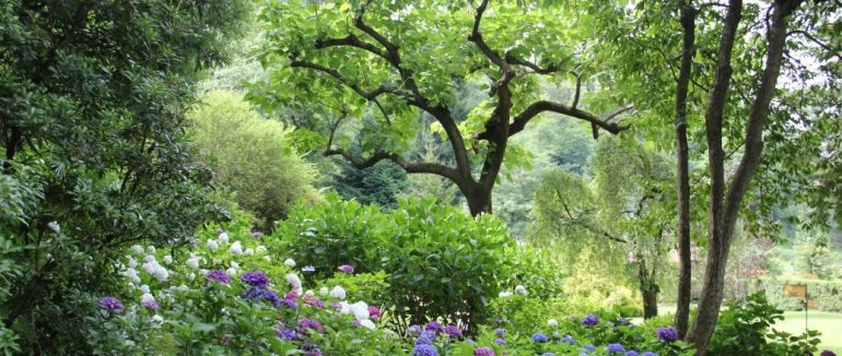 Захистять від негативної енергетики: посадіть біля будинку ці дерева — і буде вам щастя